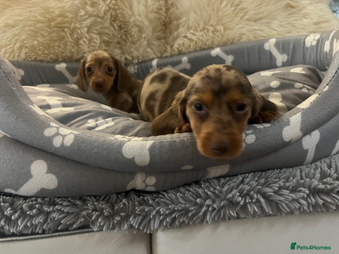 Dachshund dogs for sale: Miniature dachshund puppies for sale - Advert 11