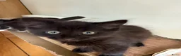 Mixed Breed cats for sale: 2 beautiful kittens left - Advert 2