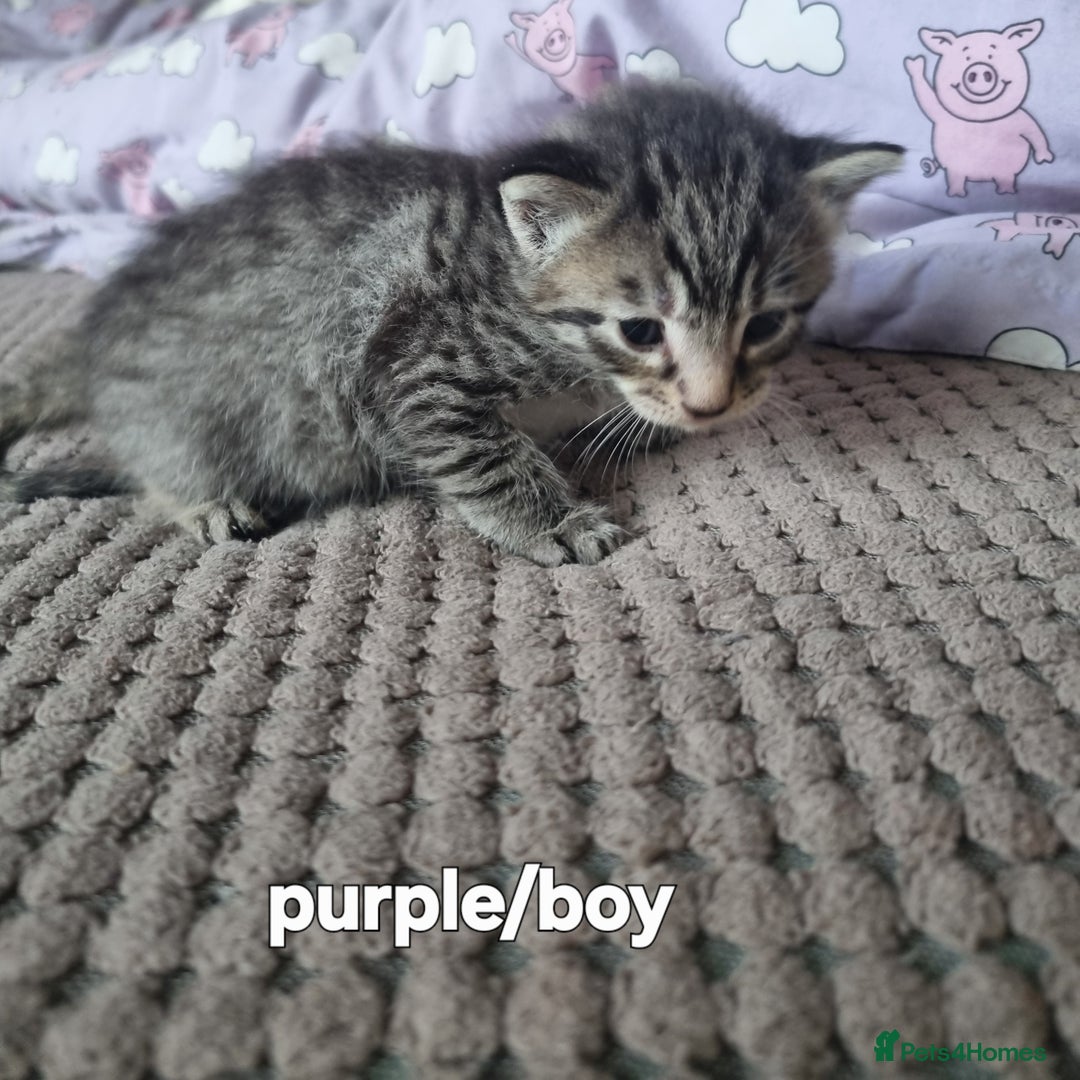 Mixed Breed cats for sale: Adorable Ragdoll-Mix Kittens Ready Soon! - Advert 3