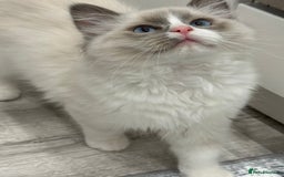 Ragdoll cats for sale: Blue Bicolor kittens 😸  - Image 12