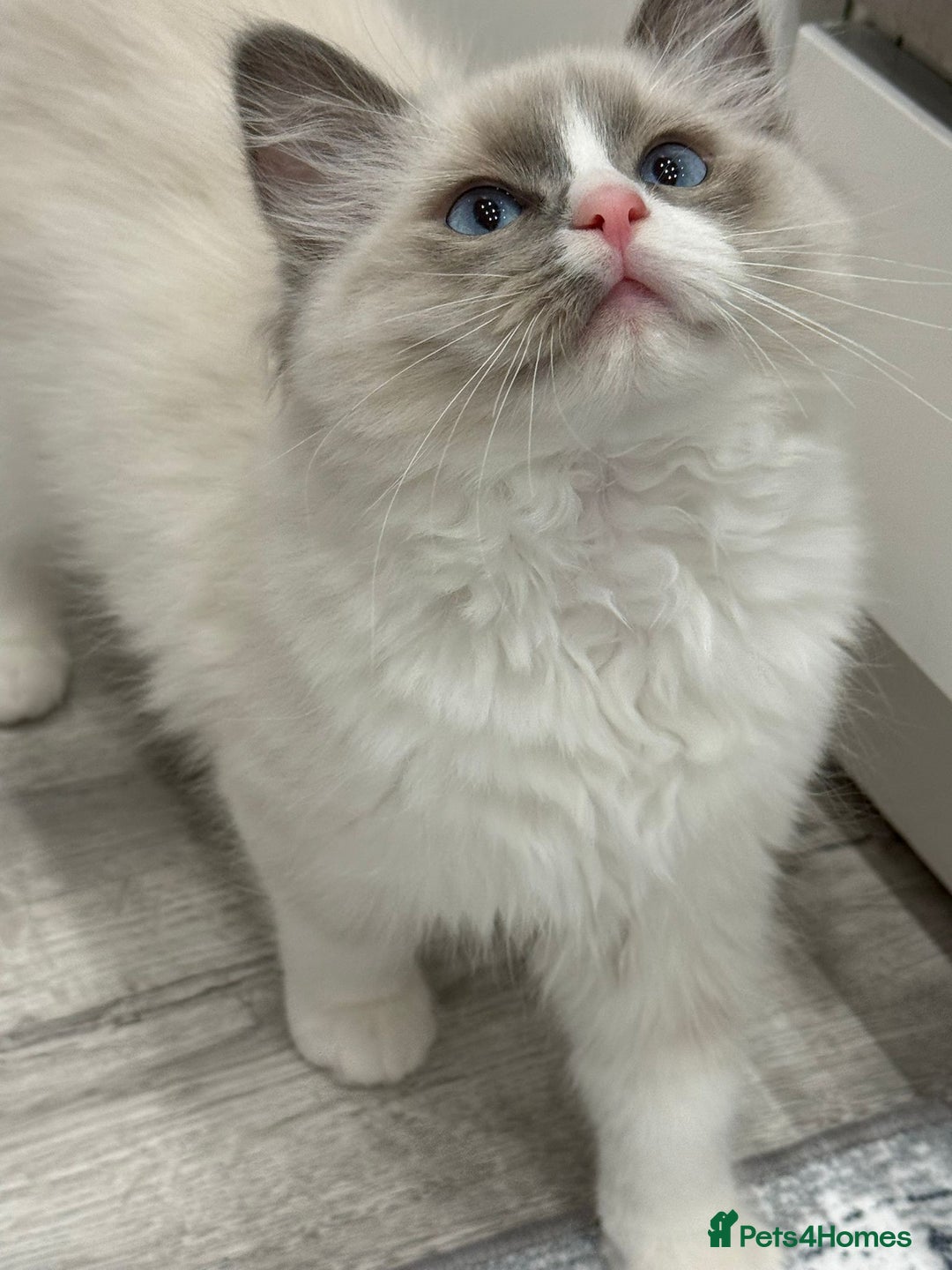 Ragdoll cats for sale: Blue Bicolor kittens 😸  - Image 12