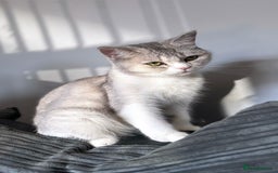 British Shorthair cats for sale: Two female British shorthairs - Image 1