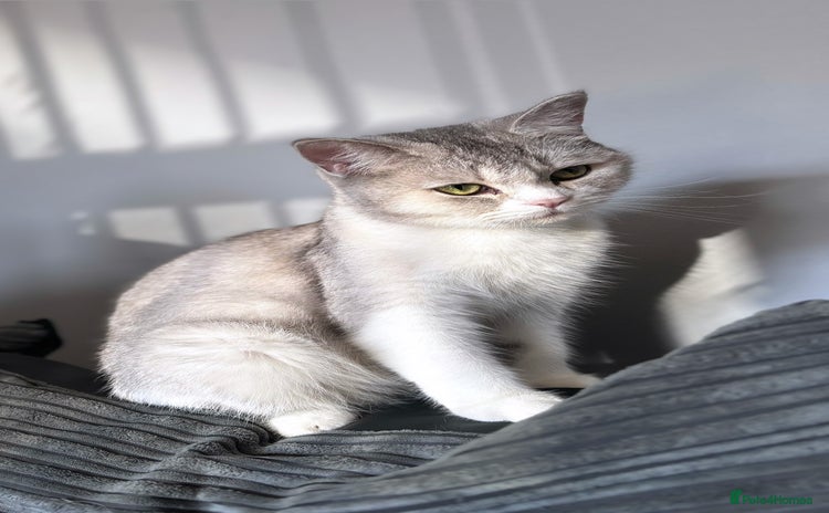British Shorthair cats - Advert 2
