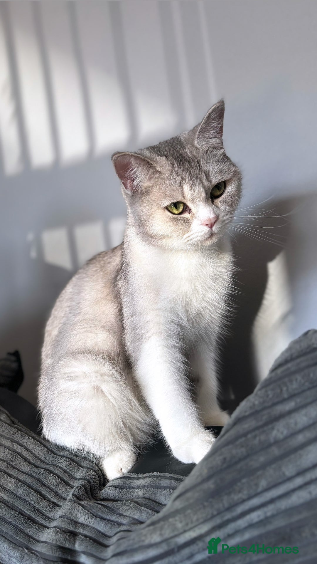 British Shorthair cats for sale: Two female British shorthairs - Image 1