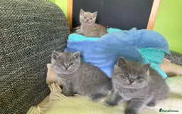 British Shorthair cats for sale: Beautiful British Shorthair kittens - Image 2