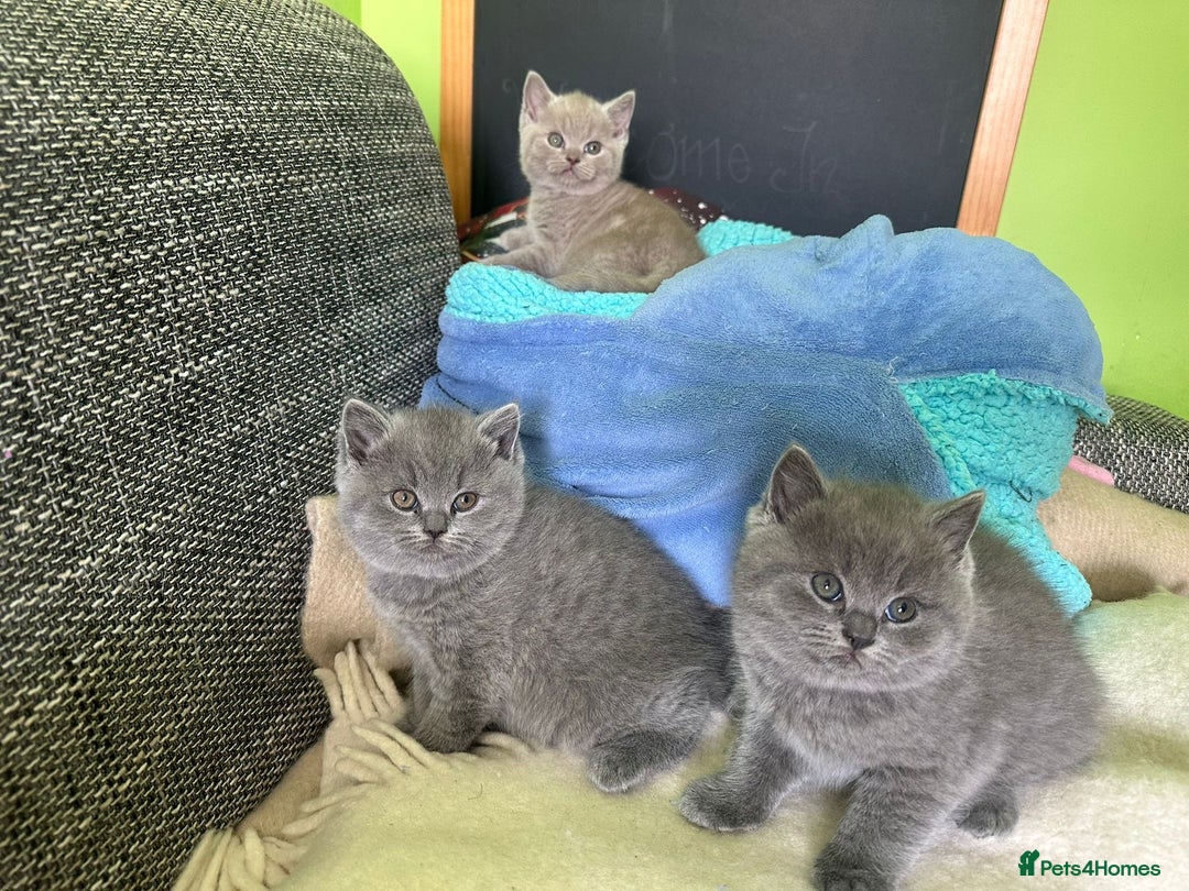 British Shorthair cats for sale: Beautiful British Shorthair kittens - Image 2