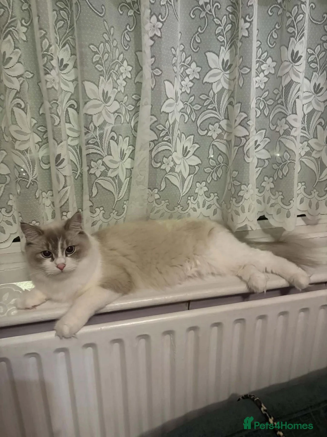 Ragdoll cats for sale: 1 ragdoll kitten boy - Advert 1