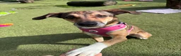 Mixed Breed dogs for adoption: Little Nellie needs a home - Advert 6