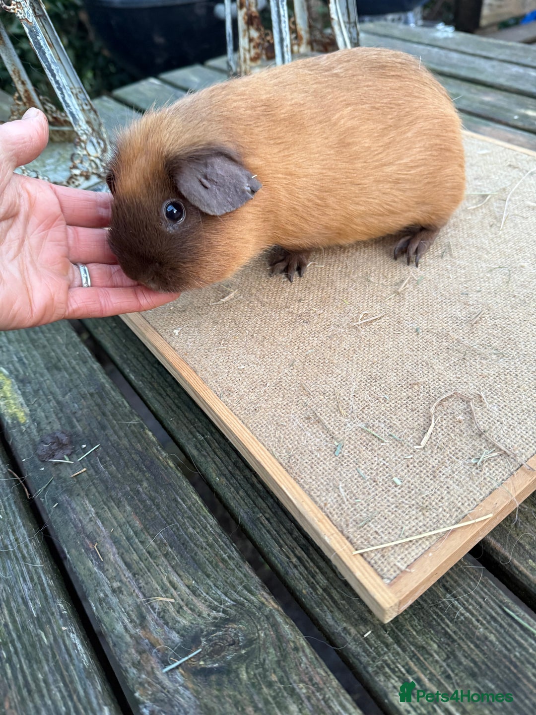 Guinea Pig rodents for sale: Pure bred California & Swiss guineapigs  - Advert 4