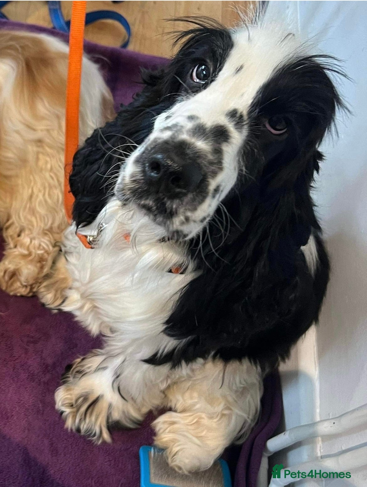 Cocker Spaniel dogs for sale: KC Registered, health tested, show type puppies - Advert 14