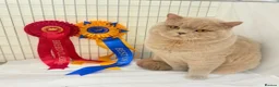 British Shorthair cats for sale: TICA Registered British Shorthair Kittens for Sale - Advert 14