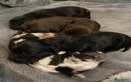 Sprocker dogs for stud: Milo  - Image 10