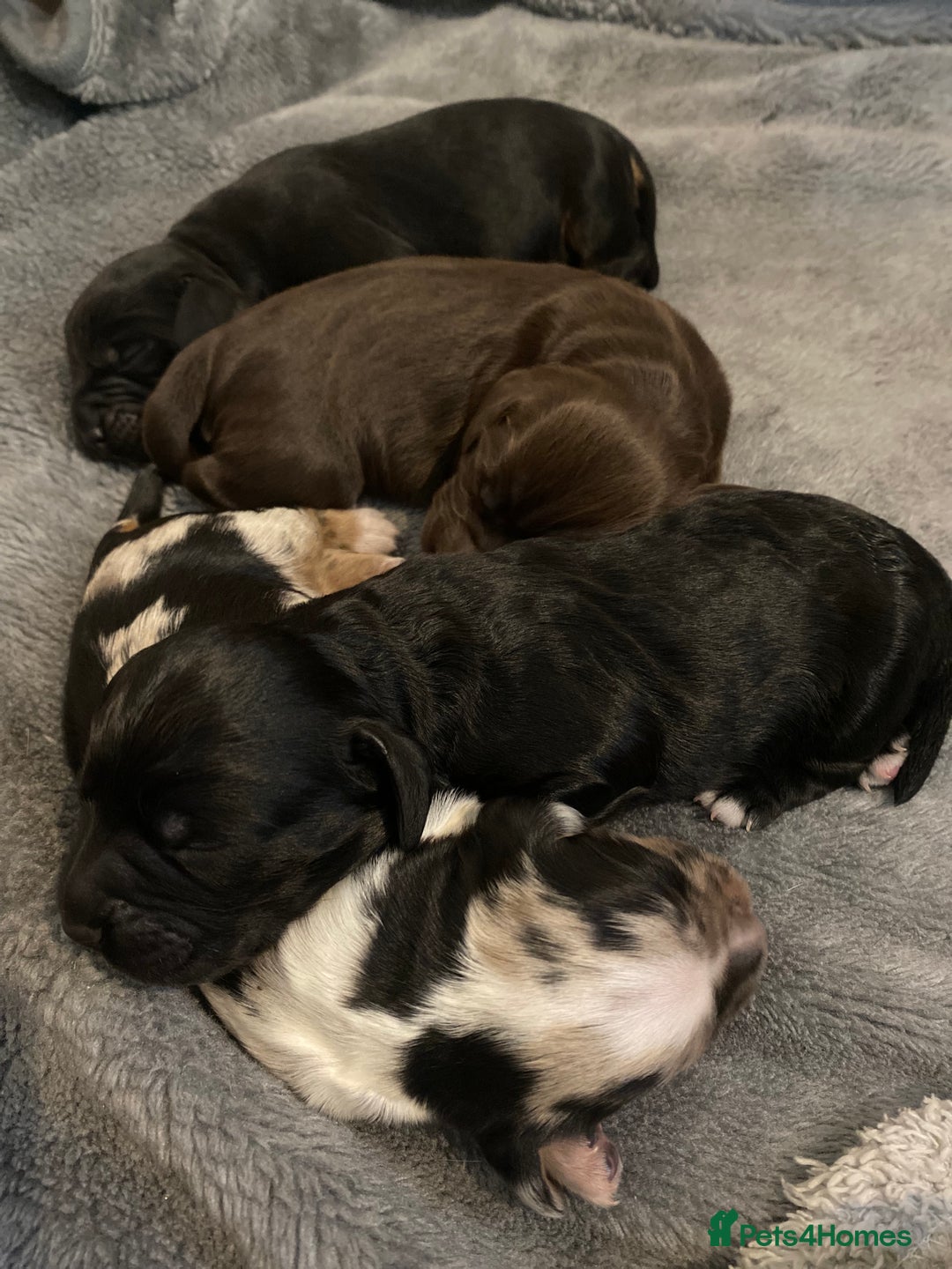 Sprocker dogs for stud: Milo  - Image 10