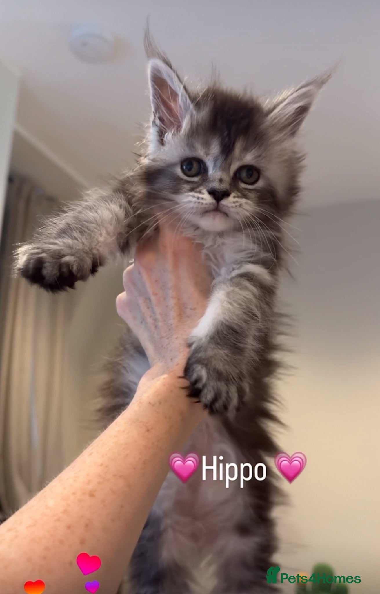 Maine Coon cats 💗RARE💗Imported lines, exceptional MC kittens😻⭐️ - Advert 2