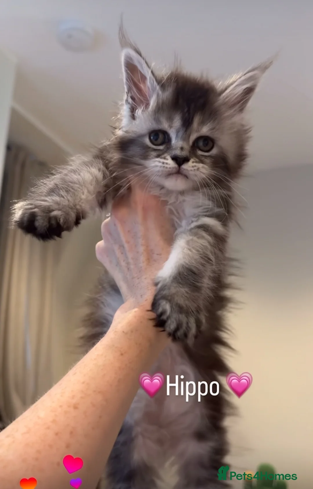 Maine Coon cats for sale: 💗RARE💗Imported lines, exceptional MC kittens😻⭐️ - Advert 2