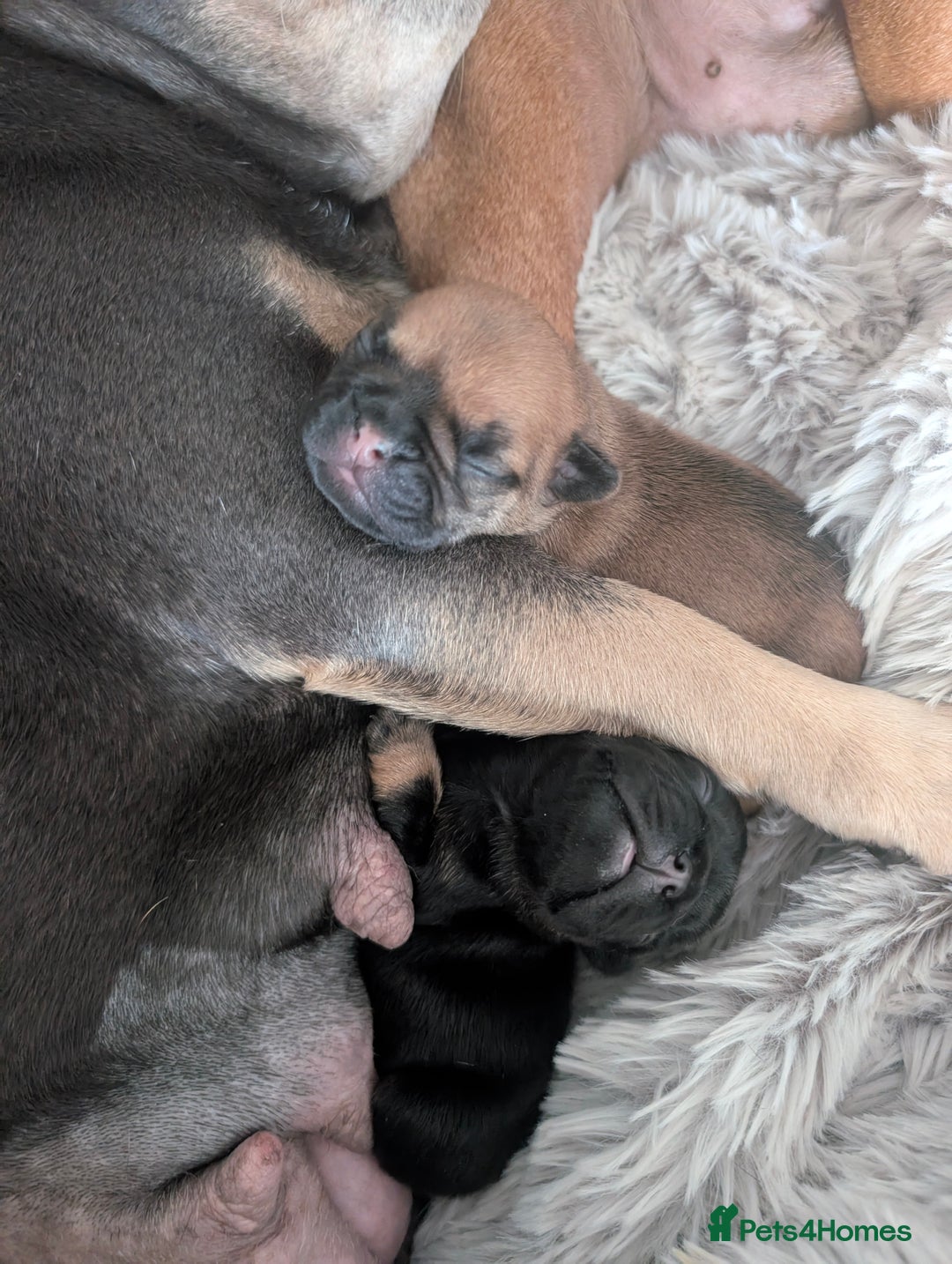 French Bulldog dogs for sale: Stunning Red fawn black & tan KC reg frenchie pups - Image 24