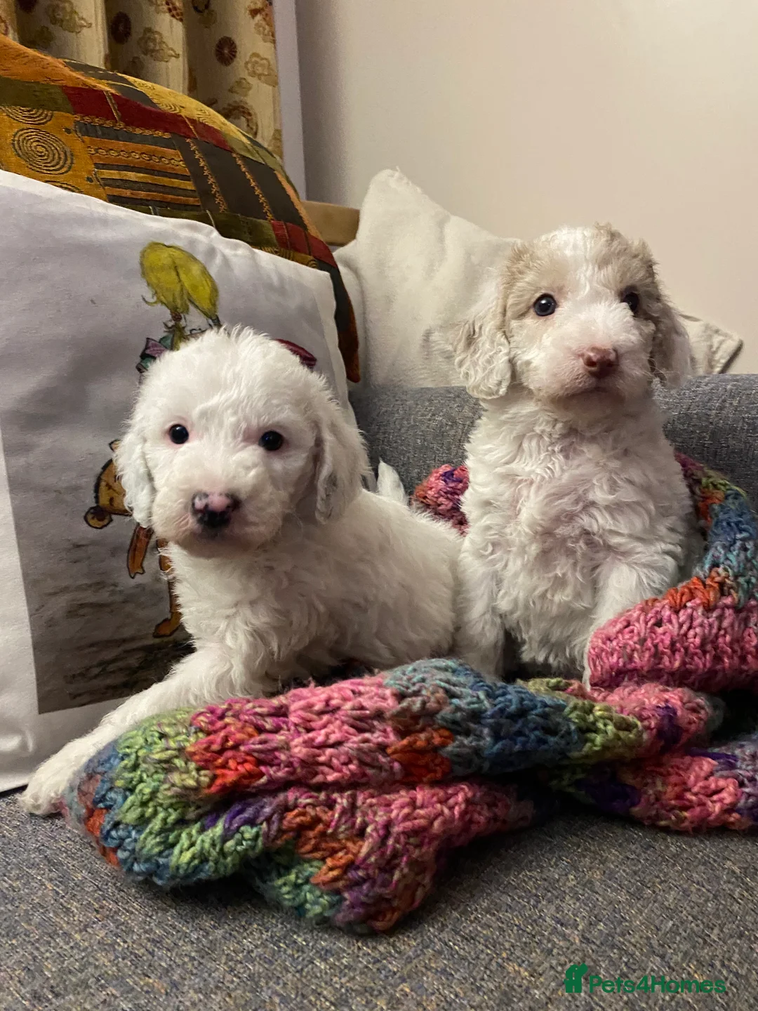 Labradoodle dogs for sale: Australian Labradoodle Puppies - Advert 15