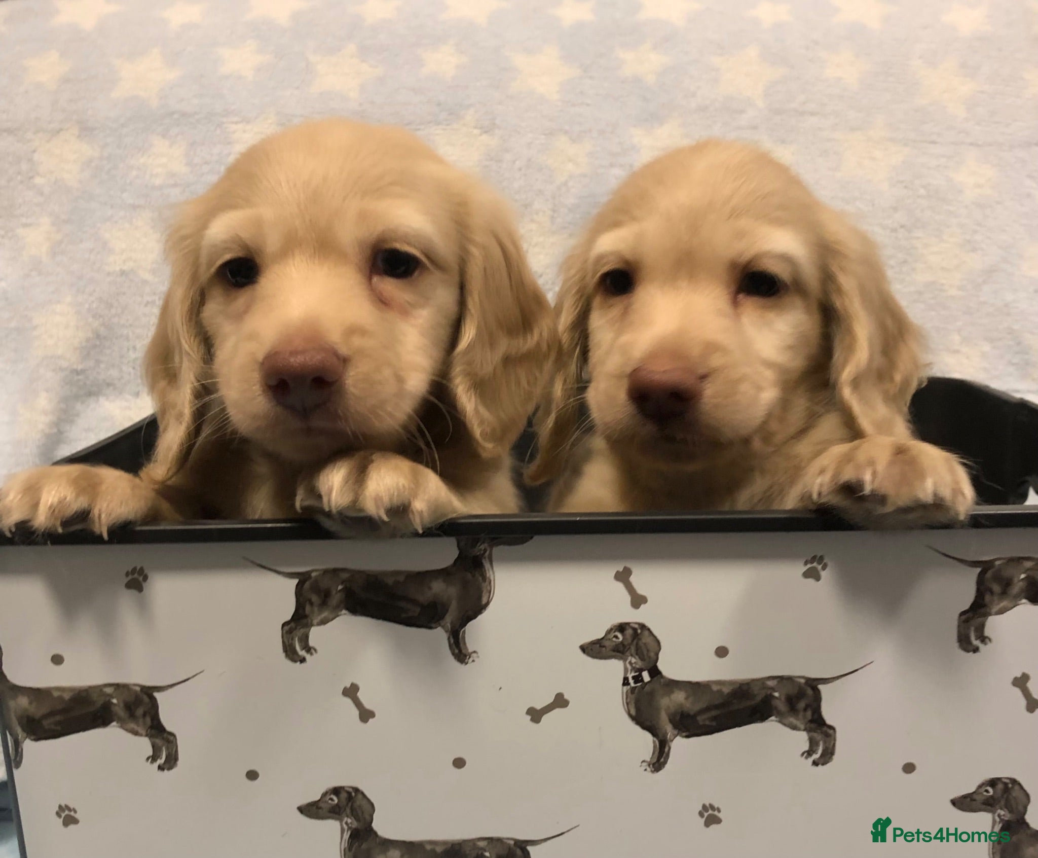 Miniature Dachshund dogs Miniature Longhaired cream dachshund  puppies - Advert 2