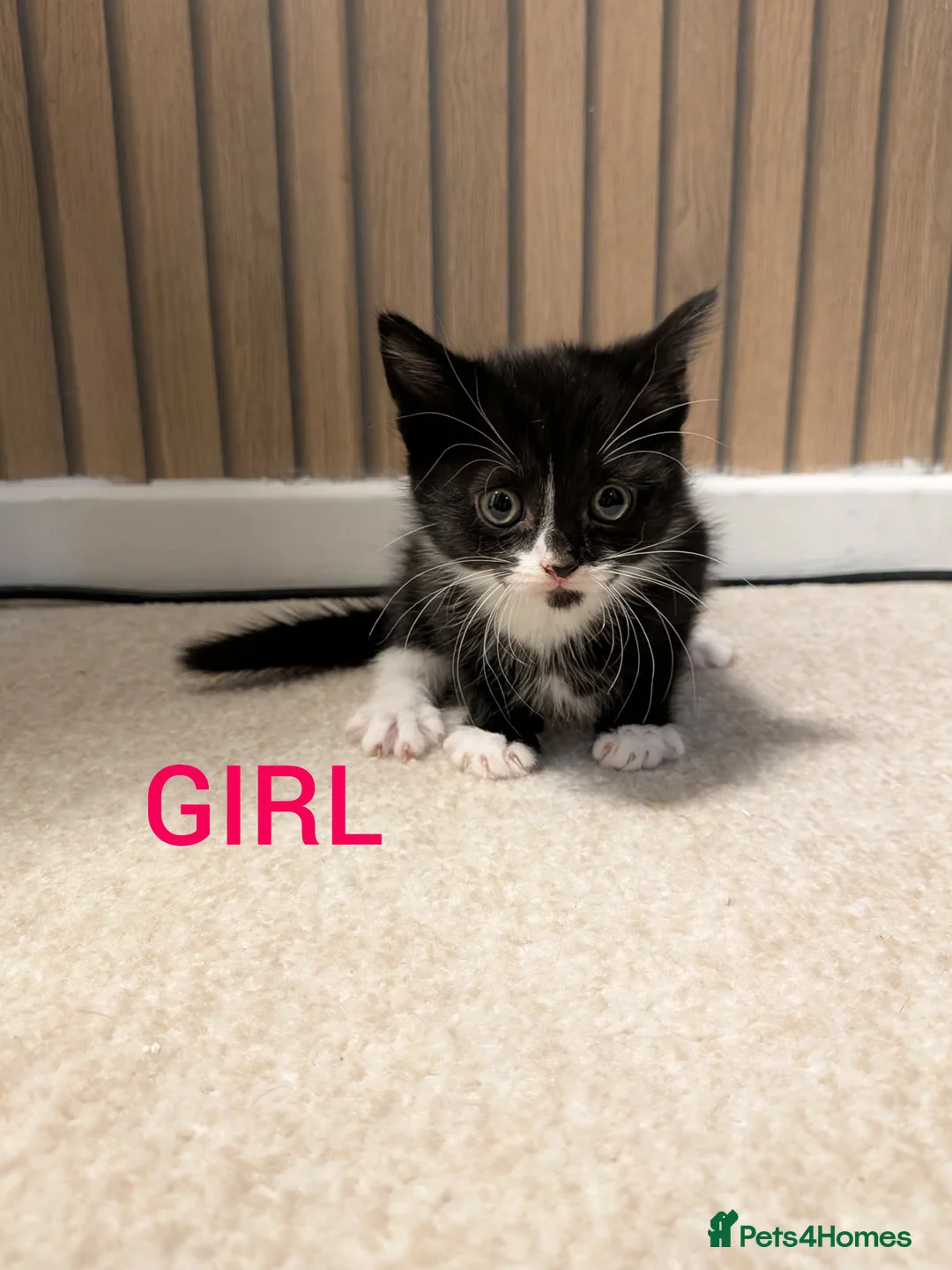 Mixed Breed cats for sale: 5 longhair kittens for sale  - Advert 2