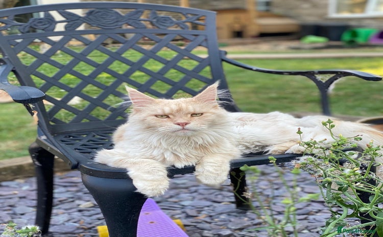Maine Coon cats - Advert 16