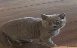 British Shorthair cats for sale: Full British blue shorthair  - Image 2