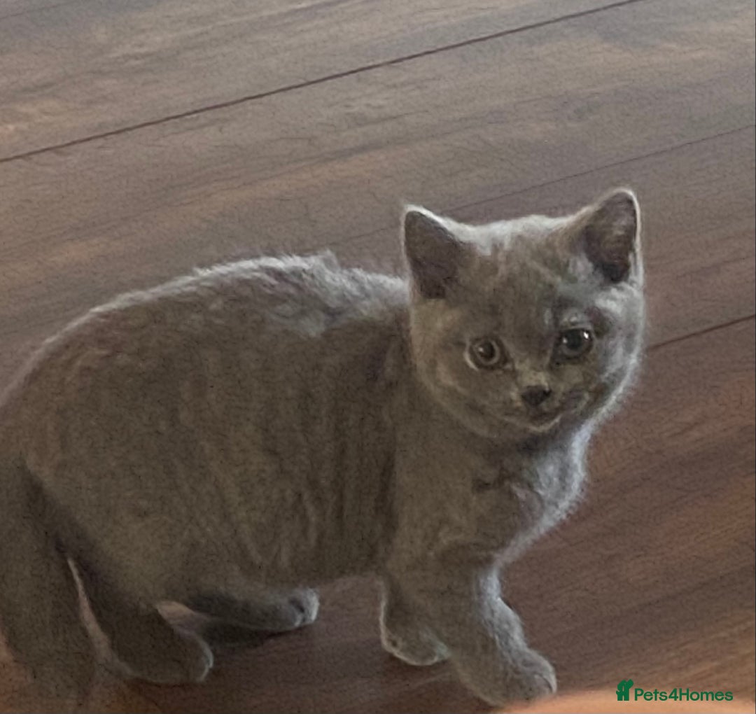 British Shorthair cats for sale: Full British blue shorthair  - Image 2