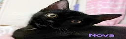 Mixed Breed cats for adoption: SAM, DEAN,CASTIEL, ROWENA, CHARLIE, NOVA - Advert 6