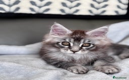 Maine Coon cats for sale: Our little Bertie is available  - Image 1