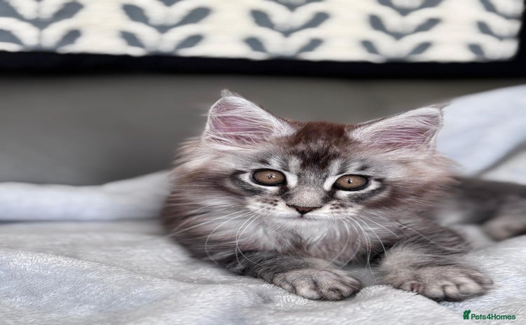 Maine Coon cats - Advert 1