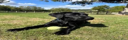 Labrador Retriever dogs for sale: FINAL KC registered black Labrador puppy (dog) - Advert 1