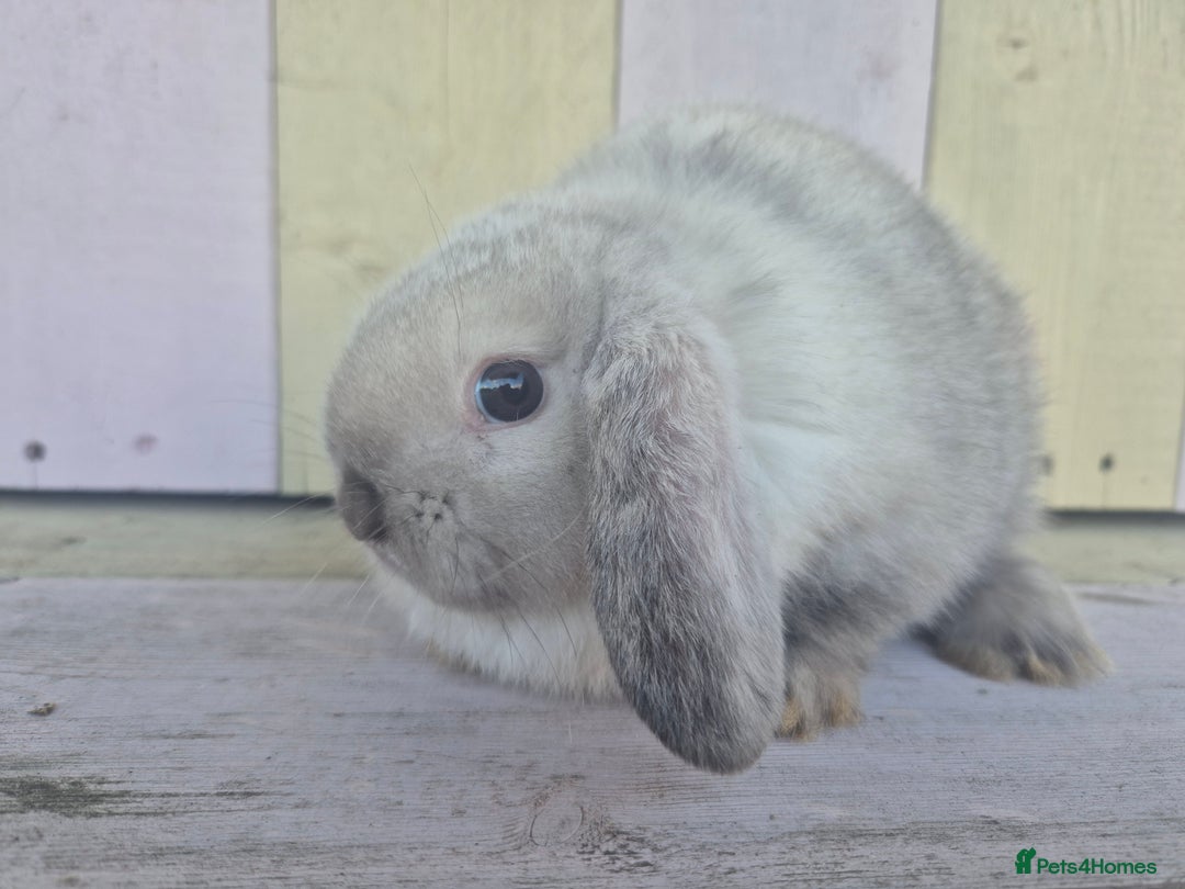 Mini Lop rabbits for sale: 💙 Beautiful and friendly mini lop boys 💙 - Advert 22