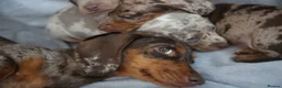 Miniature Dachshund dogs for sale: Miniature dachshund  - Advert 5