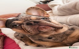French Bulldog dogs for sale: french bulldog  - Image 8