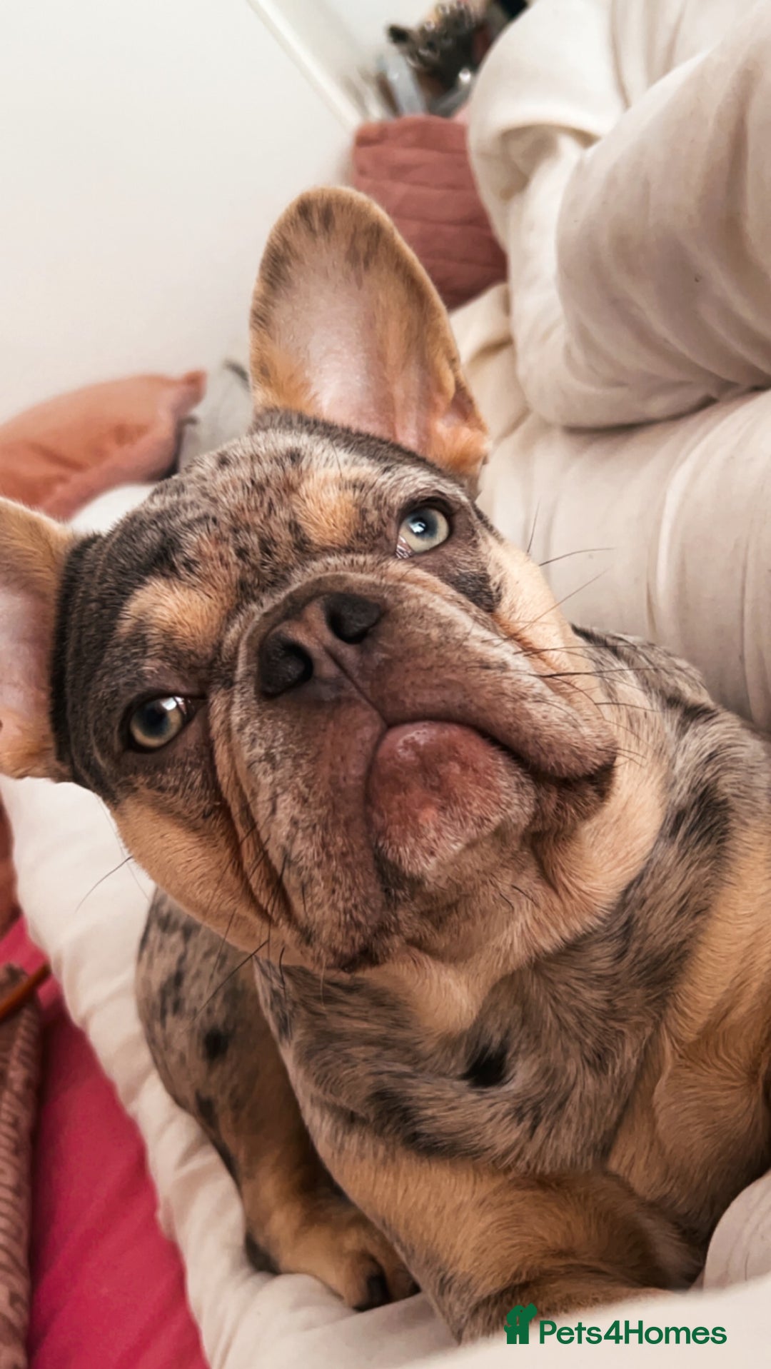 French Bulldog dogs for sale: french bulldog  - Image 8