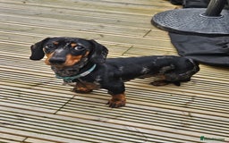 Miniature Dachshund dogs for sale: *URGENT REHOME* Minature Dachsund Male 11 Months - Image 8