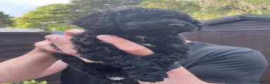 Poochon 1