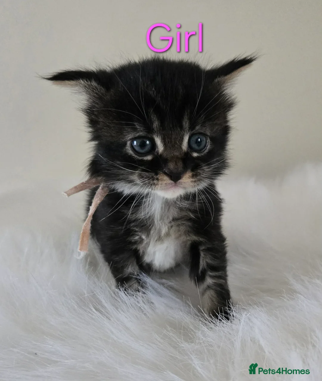 Maine Coon cats for sale: 8 Maine Coon kittens. - Advert 2