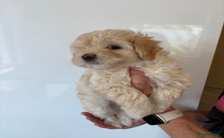 Maltipoo dogs - Advert 4