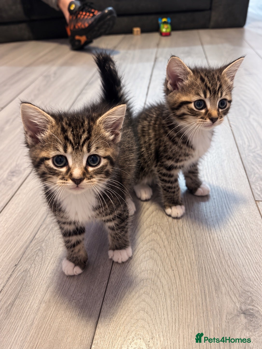 Mixed Breed cats Tabby x Bombay Kittens  - Advert 1