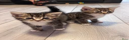 Mixed Breed cats for sale: Tabby x Bombay Kittens  - Advert 1