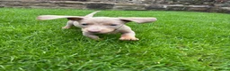 Miniature Dachshund dogs for sale:  Ready now PRA clear Miniature dachshunds - Advert 5