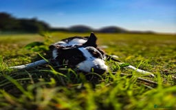 Border Collie dogs for sale: 7 Month Old Border Collie - Image 6
