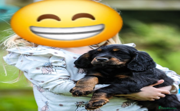 Cocker Spaniel dogs - Advert 1