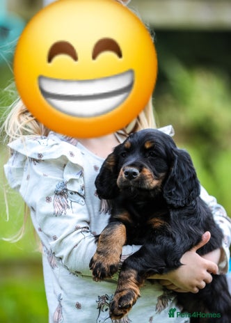 Cocker Spaniel dogs - Advert 1