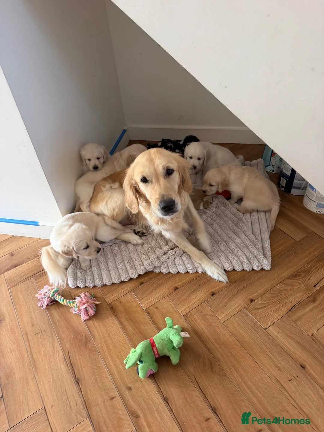 Golden Retriever dogs for sale: 1 cream beautiful golden retriever boy left - Advert 14