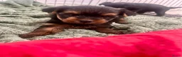 Yorkshire Terrier dogs for sale: Yorkshire terrier puppies in Bolton - Advert 6