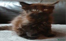 Maine Coon cats for sale: Beautiful girl!! TICA reg Maine Coon Ready Now!! in Diss - Image 8
