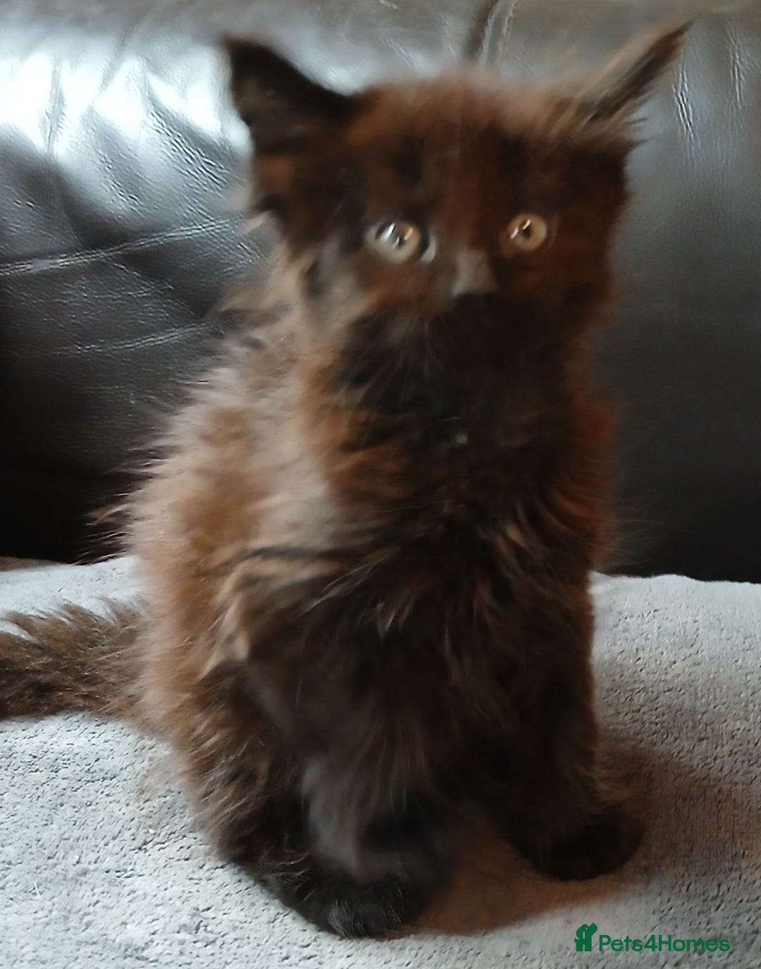 Maine Coon cats for sale: Beautiful girl!! TICA reg Maine Coon Ready Now!! in Diss - Image 8