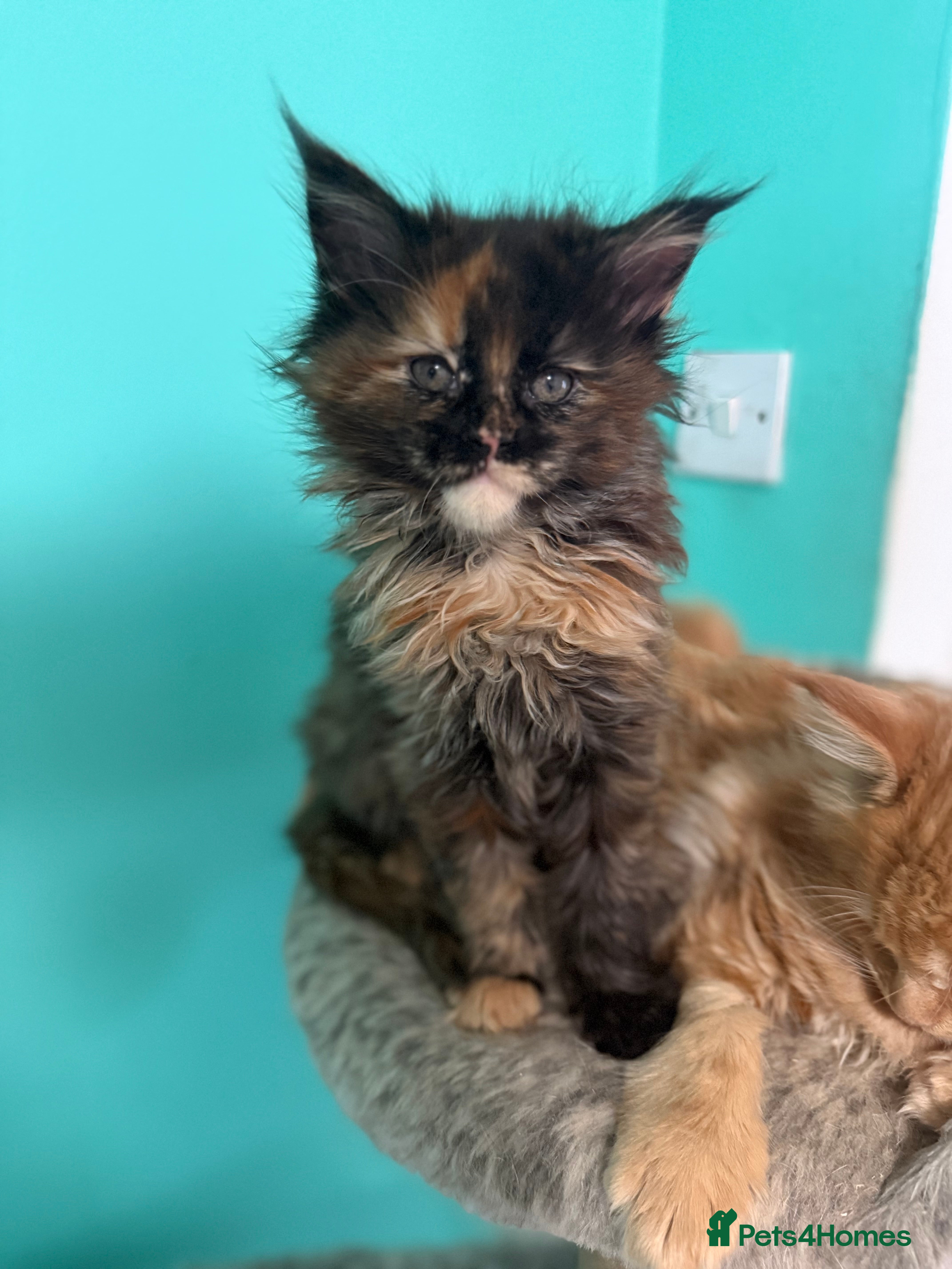 Maine Coon cats One Pure Bred Maine Coon Kitten left - to Reserve - Advert 12