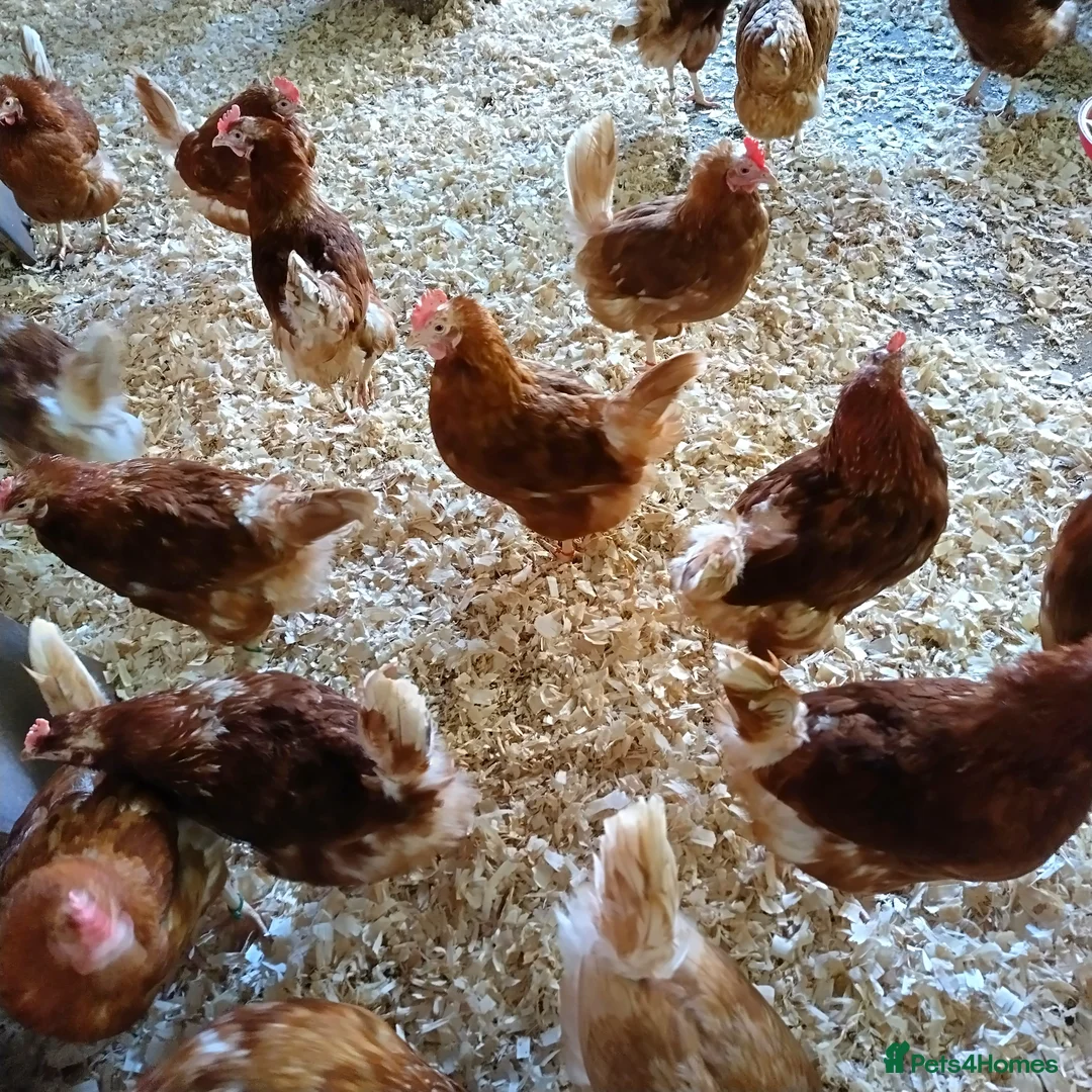 Chickens poultry for sale: Ex commercial laying hens  - Advert 1